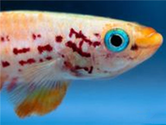 五彩琴尾魚