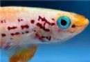 五彩琴尾魚