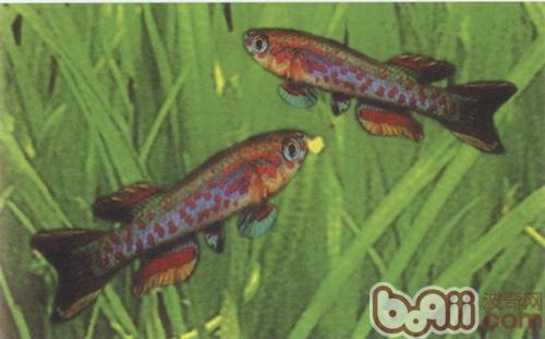 五彩琴尾魚