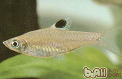 藍眼鲫