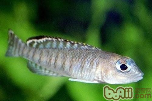藍眼鲫