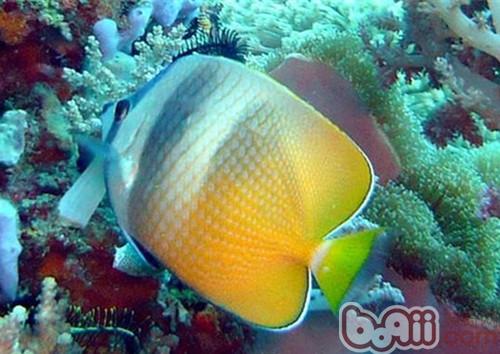 珠蝴蝶魚