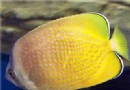 珠蝴蝶魚