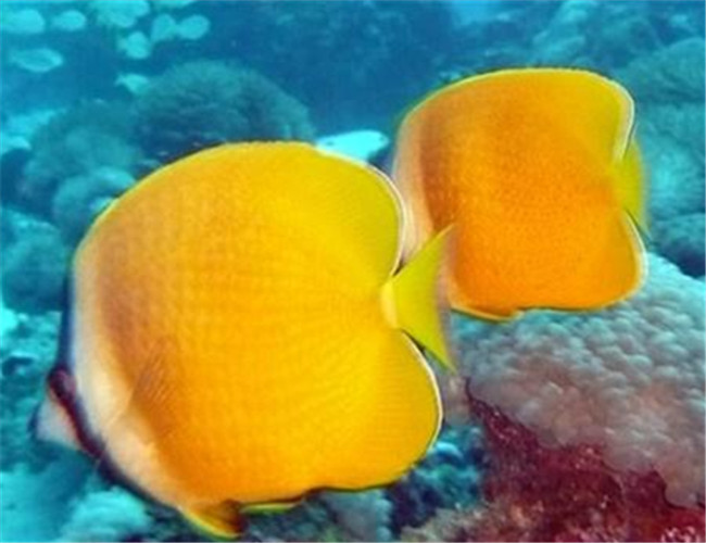 珠蝴蝶魚