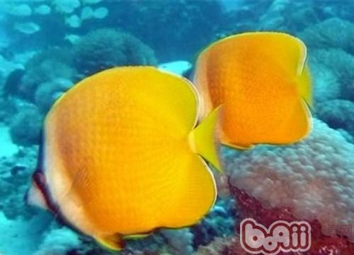 珠蝴蝶魚