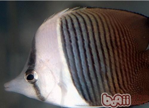 珠蝴蝶魚