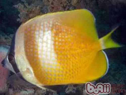 珠蝴蝶魚