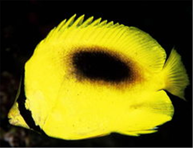 鏡斑蝴蝶魚