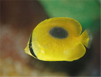 鏡斑蝴蝶魚