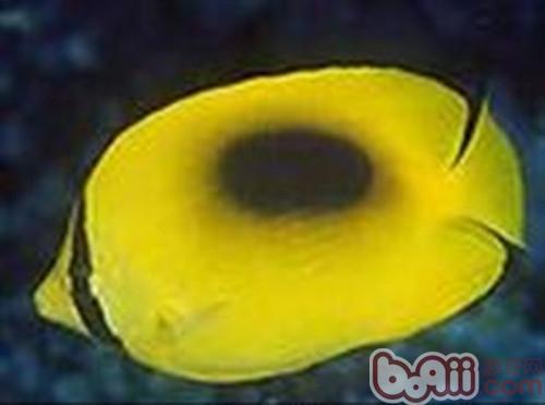 鏡斑蝴蝶魚