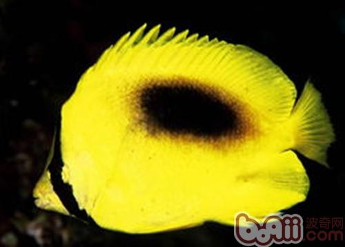 鏡斑蝴蝶魚