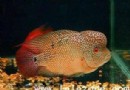  金花馬骝羅漢魚