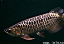 龍魚概述