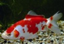 金魚品種分類