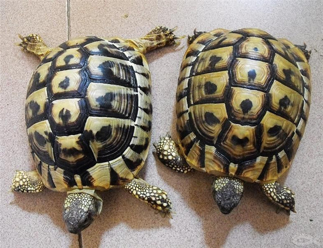赫曼陸龜