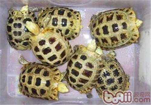 緬甸陸龜