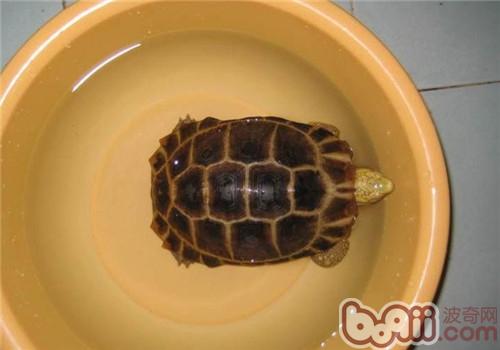 緬甸陸龜