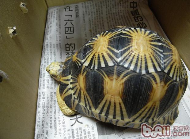 輻射陸龜