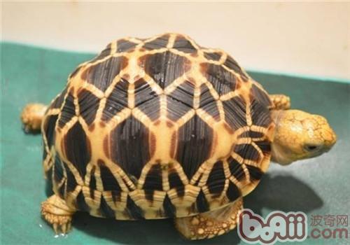 緬甸星龜
