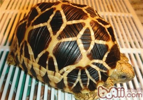 緬甸星龜