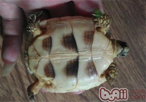 緣翹陸龜