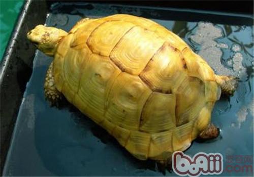 歐洲陸龜