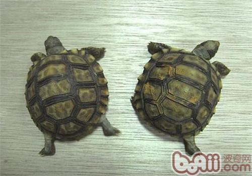 阿根廷象龜