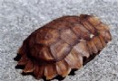 非洲折背陸龜