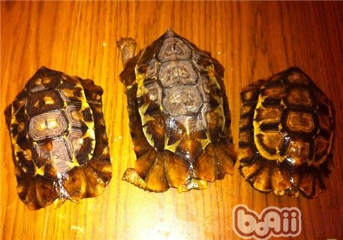 非洲折背陸龜