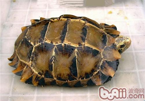 凹甲陸龜
