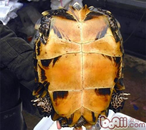 凹甲陸龜腹甲