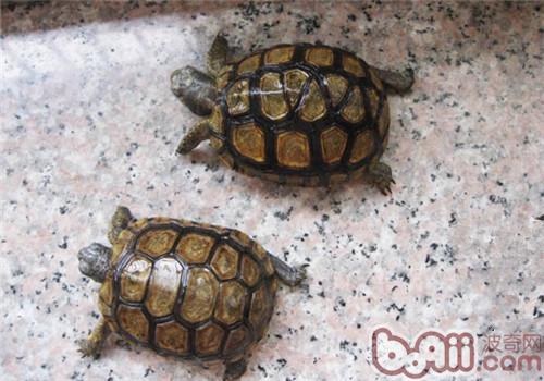 伯格海角陸龜