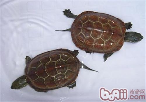 中華草龜