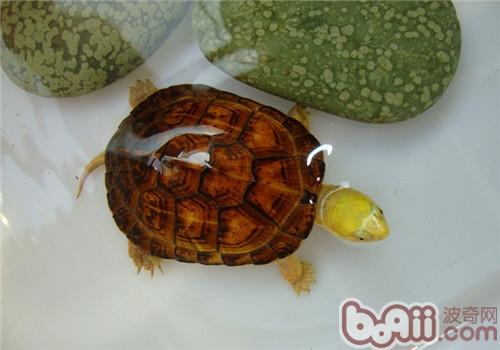 黃喉擬水龜