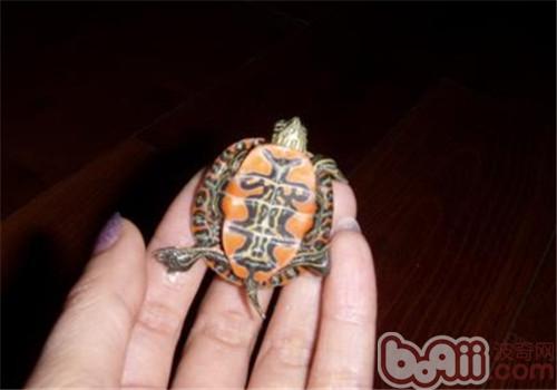 火焰龜