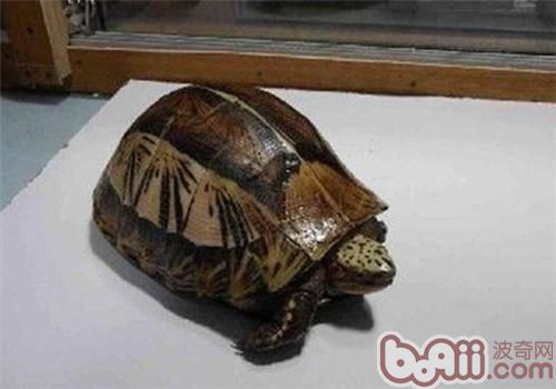 黃額閉殼龜