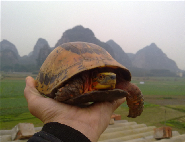 黃額閉殼龜