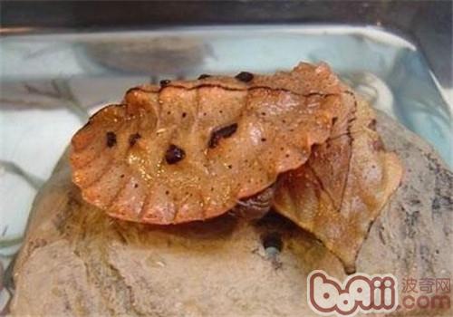 枯葉龜