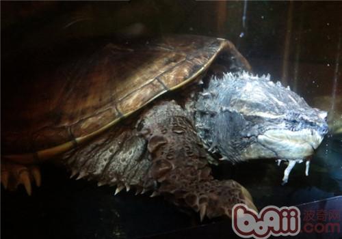 中美擬鳄龜