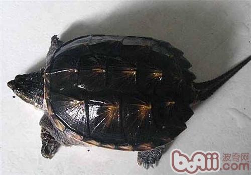 北美擬鳄龜