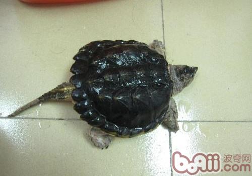 北美擬鳄龜