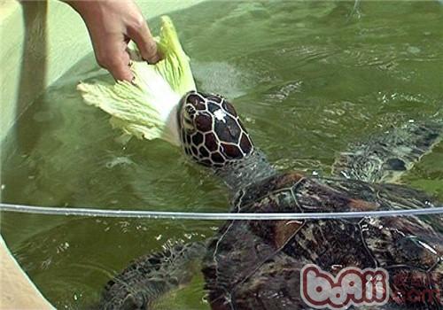 綠海龜