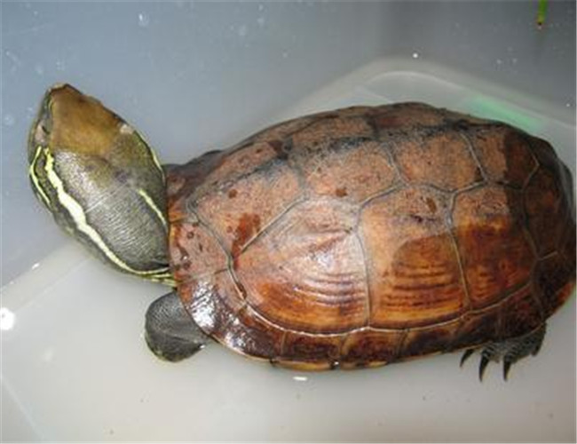 大頭烏龜