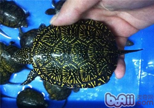歐洲澤龜