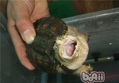 佛州擬鳄龜