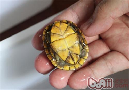 紅面泥龜