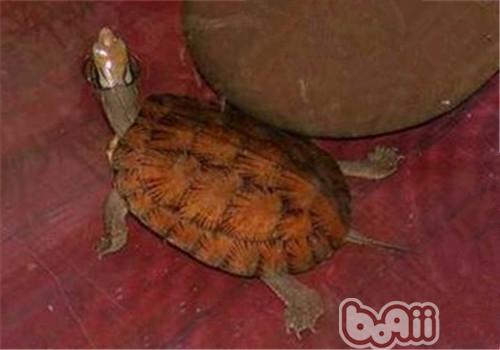 眼斑水龜