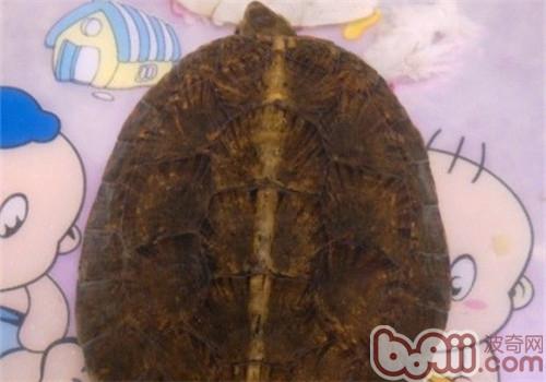 眼斑水龜