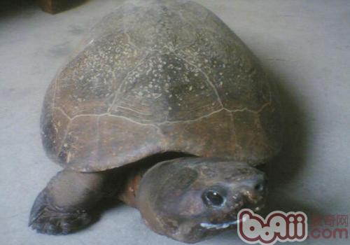 馬來西亞巨龜