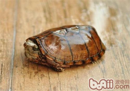 虎紋麝香龜